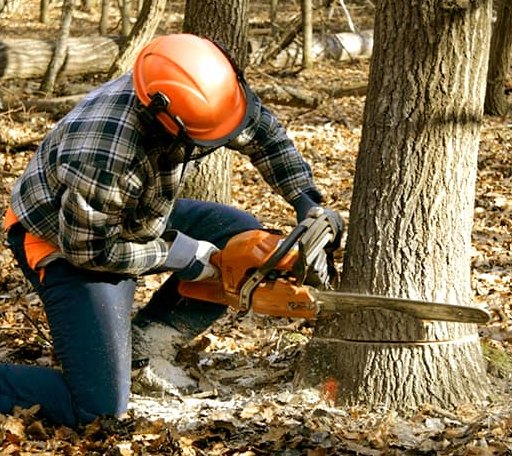 Tree Removal in Byram, MS